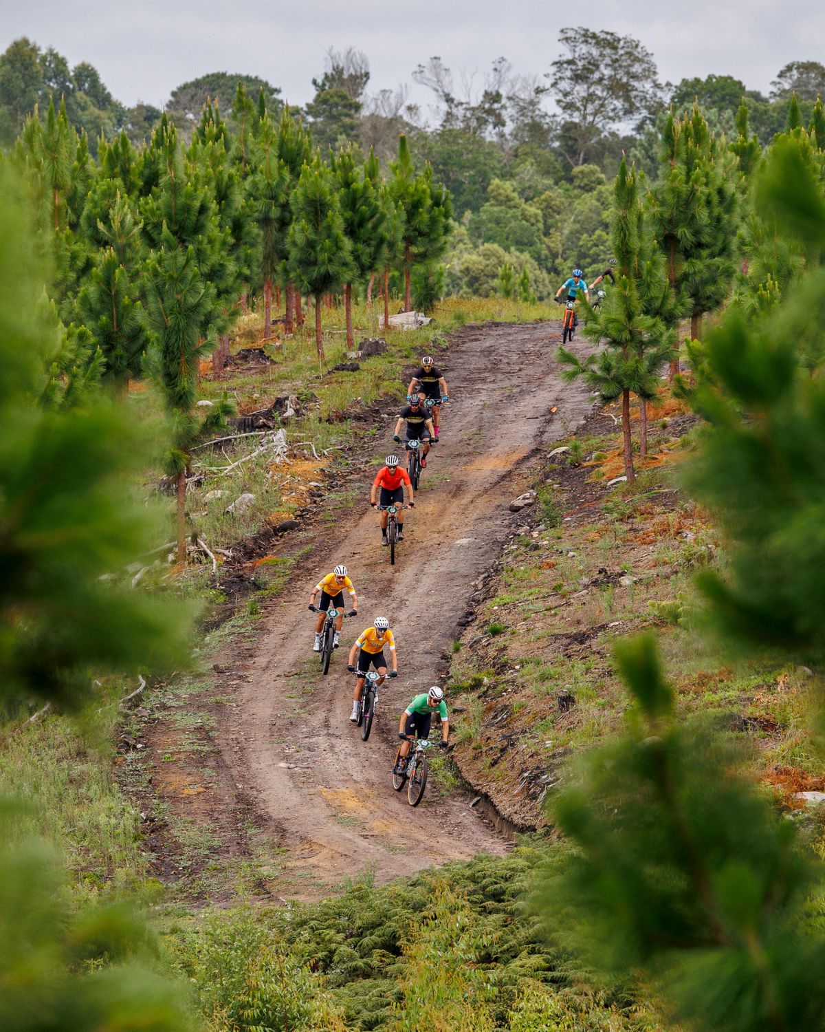 A line of riders on a winding forest descent
